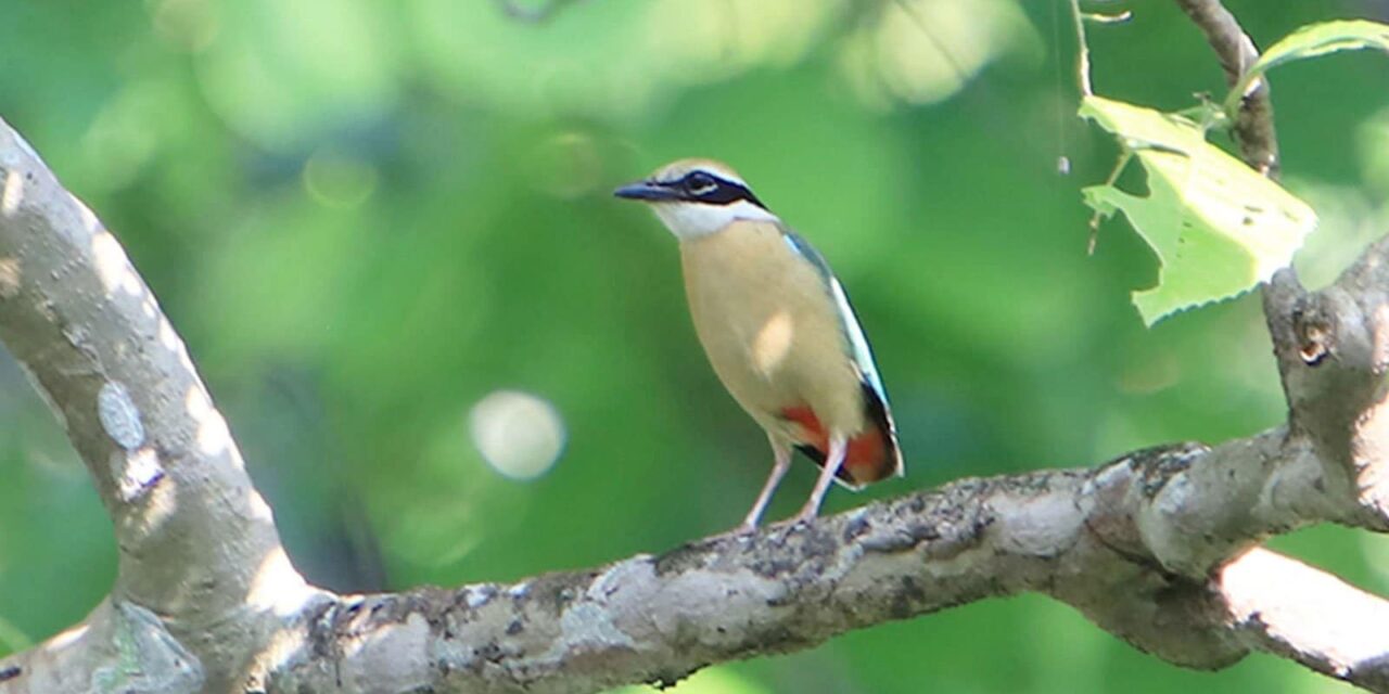 Chitwan National Park Birding Tour