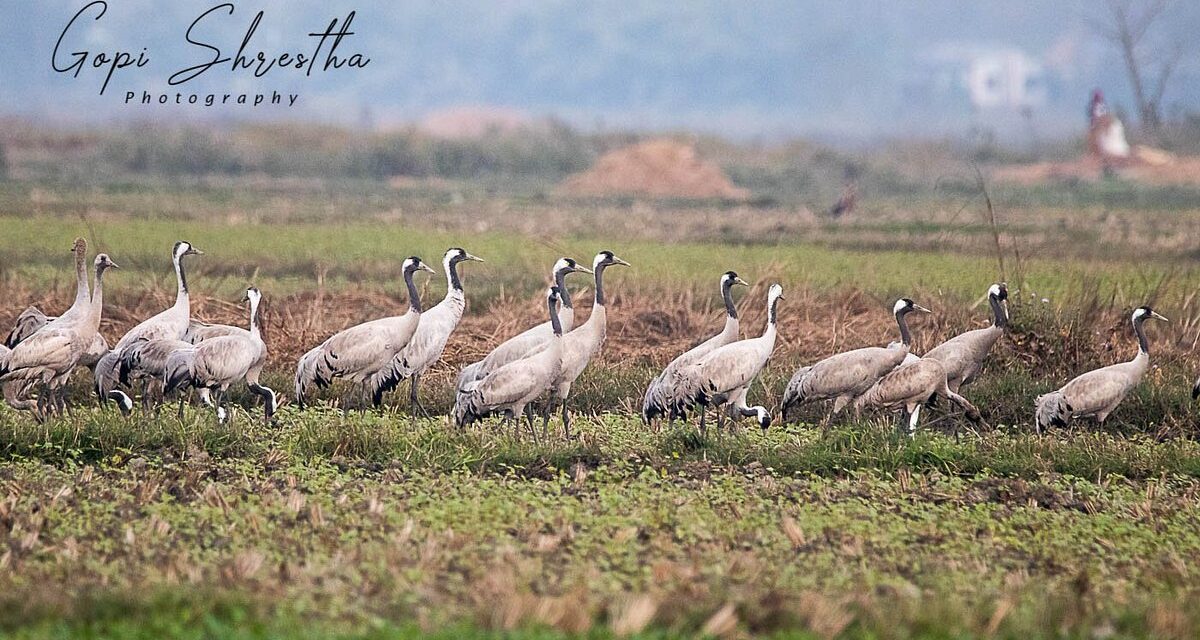 Chitwan National Park Birding Tour