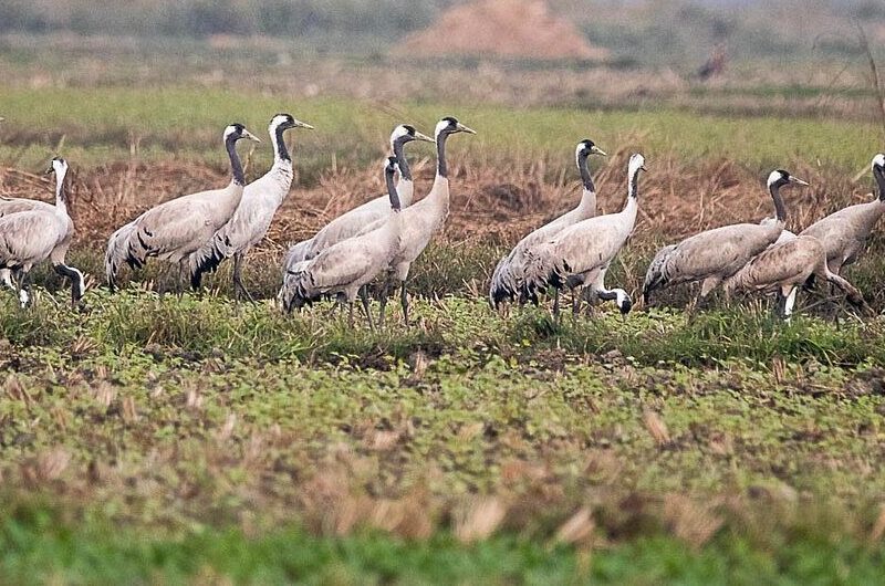 Chitwan National Park Birding Tour