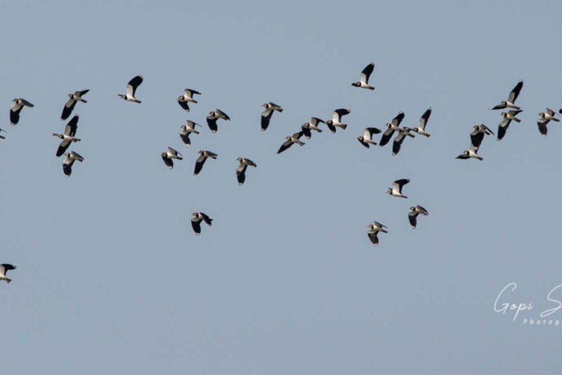 Koshi Tappu Bird Watching Tour