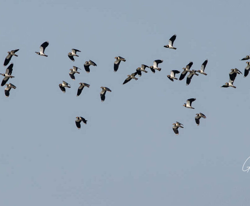 Koshi Tappu Bird Watching Tour