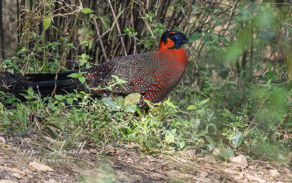 Godawari and Phulchoki Bird Watching Tour