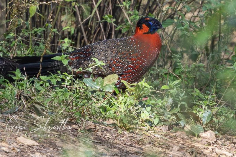 Godawari and Phulchoki Bird Watching Tour