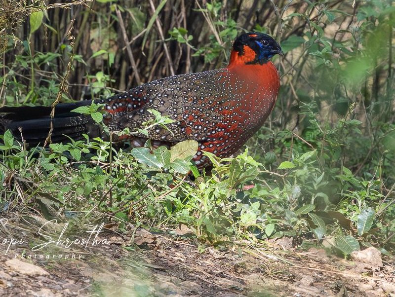 Godawari and Phulchoki Bird Watching Tour