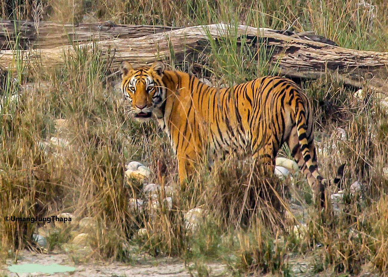 Bardia National Park - Jungle Safari Tour - Trekking in Nepal