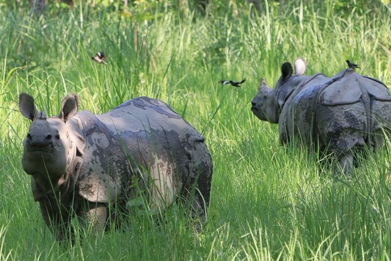 Chitwan National Park