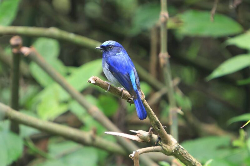 Godawari and Phulchoki Bird Watching Tour