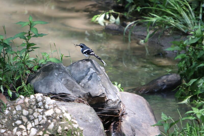Shivapuri Nagarjun Birdwatching Tour
