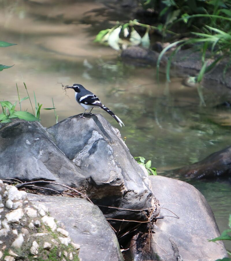 Shivapuri Nagarjun Birdwatching Tour