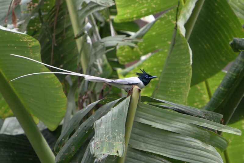 Shuklaphanta Wildlife Reserve